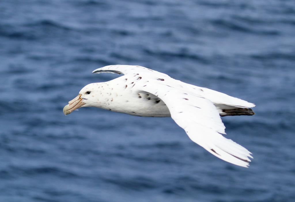 The White Morph - Heritage Collection Kaikoura Exterior foto